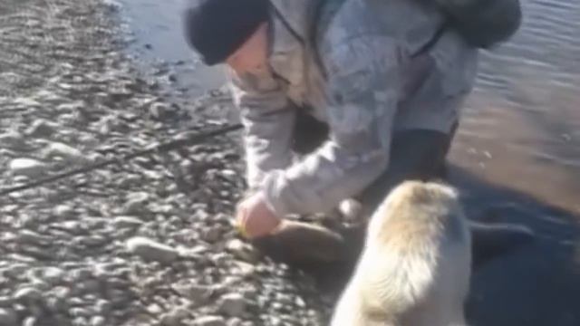 Трофейный таймень, пойман на воблер смотреть онлайн