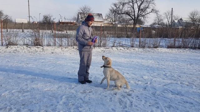 Лабрадор Тильда 2 года спустя выполнение команд смотреть онлайн