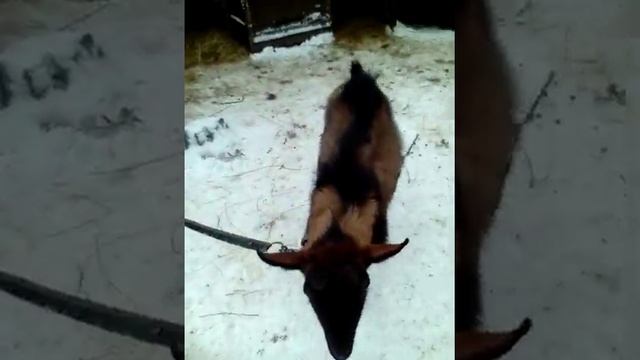 Какую породу коз лучше разводить в своем хозяйстве???? смотреть онлайн