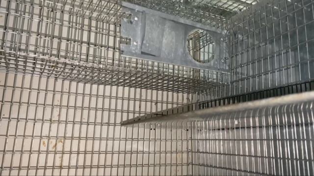 КАК ПОДГОТОВИТЬ ШИНШИЛЛУ К ВЫСТАВКЕ | ВЫСТАВКА ШИНШИЛЛ смотреть онлайн