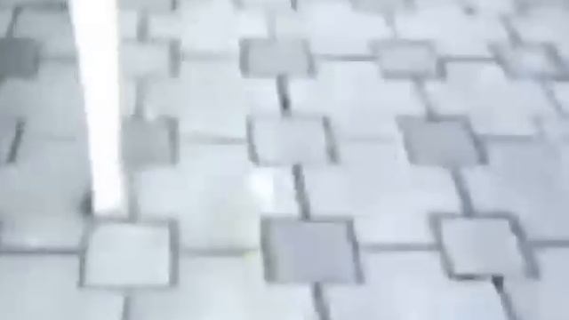 Вот она настоящая дружба между животными ворона и собака смотреть онлайн