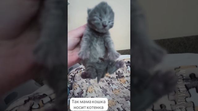 Как мы держим новорожденного котенка, и как носит котенка мама кошка. Оба варианта для котенка норм смотреть онлайн