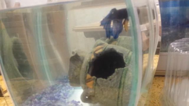 Плавниковая гниль у рыбки. Как и чем лечим? смотреть онлайн