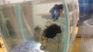 Плавниковая гниль у рыбки. Как и чем лечим?