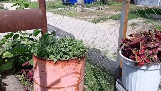 Не хотела стричь все петунии, но придётся Красавицы бегонии, лобелия, колеусы смотреть онлайн