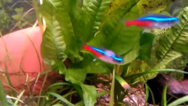 странный окрас неона