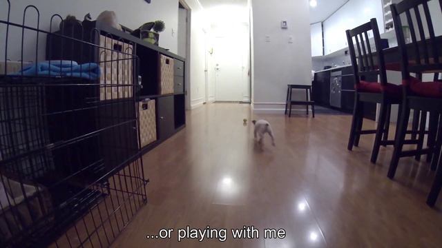 2 months Parson Russell puppy at new home смотреть онлайн