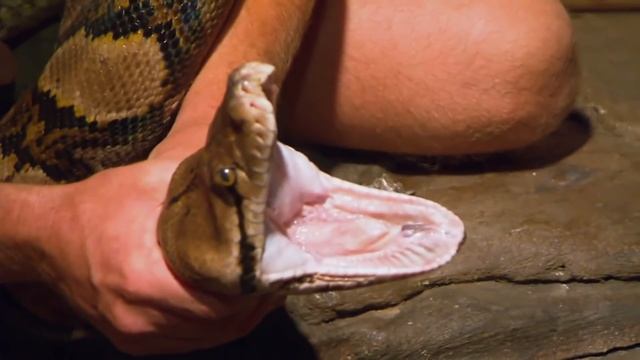 Tim Faulkner And The Team Wrestle 6 Metre Long Python Who Needs An X-Ray | Bondi Vet смотреть онлайн