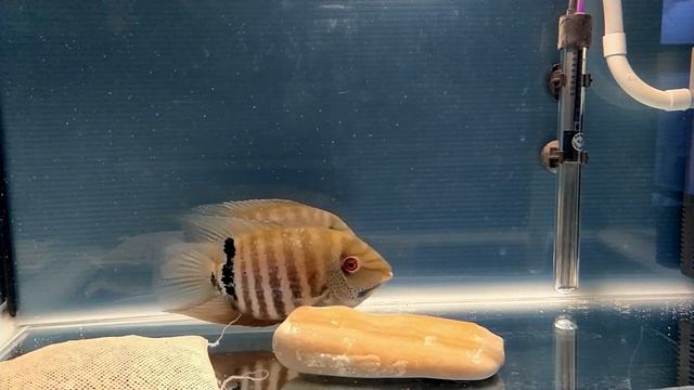 Цихлазомы северум / Северум моутбридер / Северум краснобрюхий / Cichlasoma severum смотреть онлайн