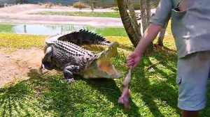 Удивительные случаи с КРОКОДИЛАМИ, снятые на видео!