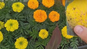 Бархатцы . От посева до цветения !