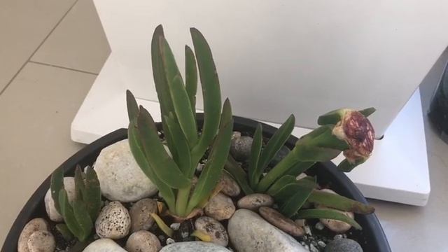 Carpobrotus edulis/ chorão-das-praias смотреть онлайн