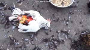 ЧУПАКАБРА В ВОРОНЕЖЕ