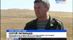 коровы ящур