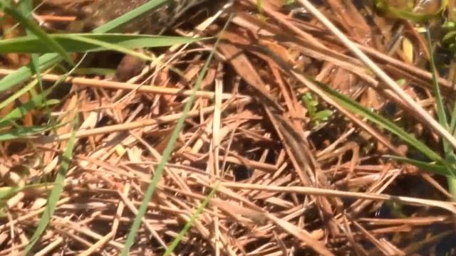 уж заглатывает лягушку. Смотреть всем! Интересно! смотреть онлайн