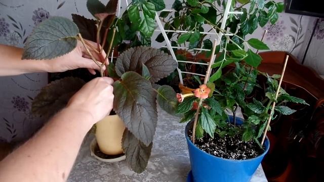 Бесплатная опора для комнатных растений.Просто сходить не в магазин, а на природу) смотреть онлайн