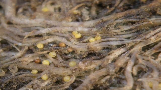 КАК БОРОТЬСЯ С НЕМАТОДОЙ смотреть онлайн