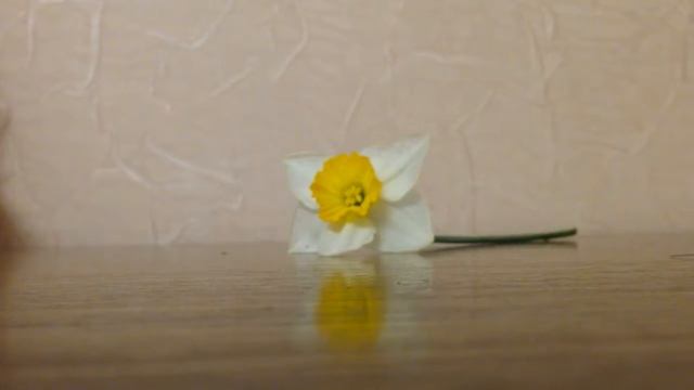 Цветок хлопка