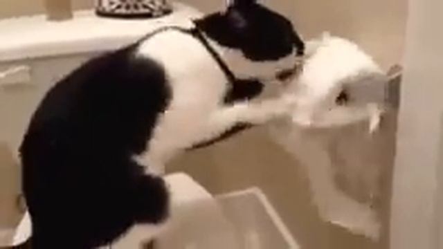 Видео Капитан чел и опасный малый(15) смотреть онлайн