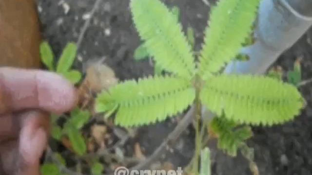 Мимоза стыдливая (Mimosa Pudica) складывает листья в ответ на прикосновения!