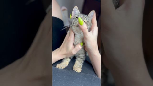 Малыш чихает) милый 🐱 смотреть онлайн