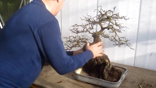 Changing the position of a Hawthorn Bonsai by repotting смотреть онлайн