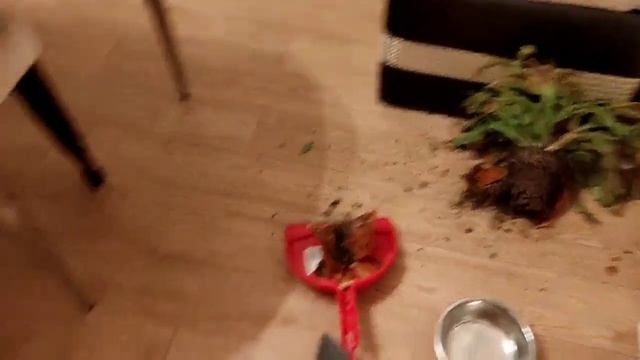 Знакомство с декабристом серия 2 заключительная !!! смотреть онлайн