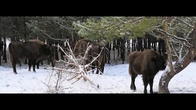 Začala zima s Panasonic HC-VXF1 смотреть онлайн