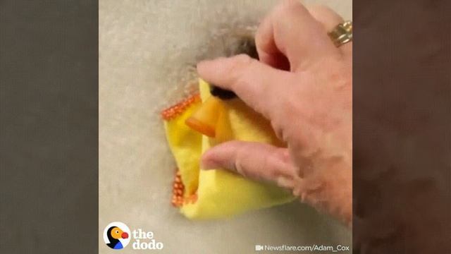 Заворачиваем летучих мышек ? смотреть онлайн