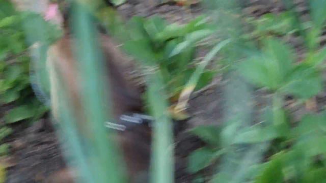 2018.05.04 Обезьяна капуцин Масяня. Собираем первый урожай клубники. смотреть онлайн