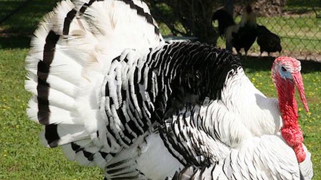 Royal Palm Turkey | Beautiful Smaller Birds смотреть онлайн