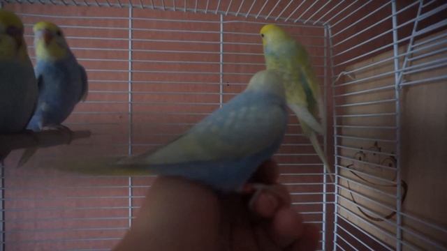 волнистые попугайчики от шато Булгар