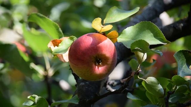 Nikon 55-300mm объектив тест видео zoom 55-300 + Nikon D3300, iso 200 f/4.5-5.6 смотреть онлайн