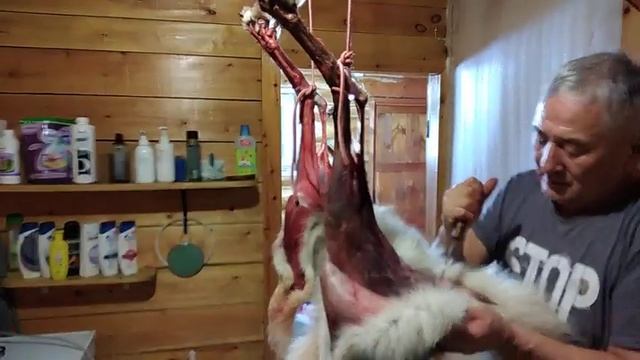 Снятие шкур с добытых волков. смотреть онлайн