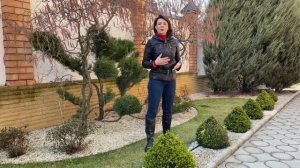 Как восстановить газон. Снежная плесень/ Подсев газона/ Уход весной