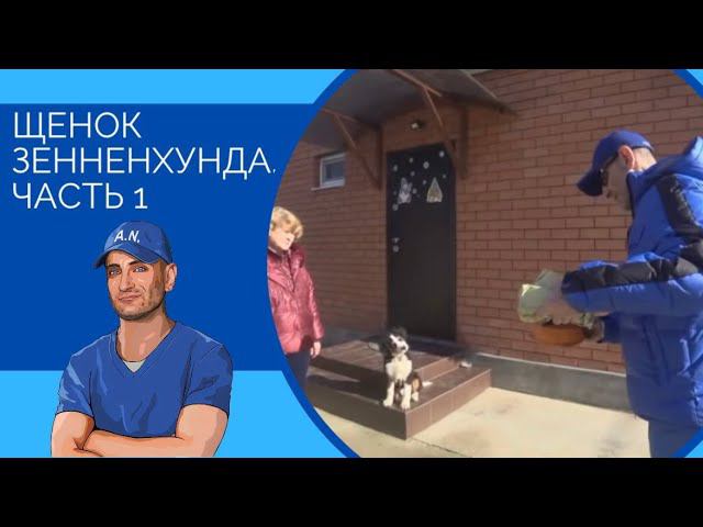 Щенок зенненхунда часть 1(прыжки на людей и правильное кормление) смотреть онлайн