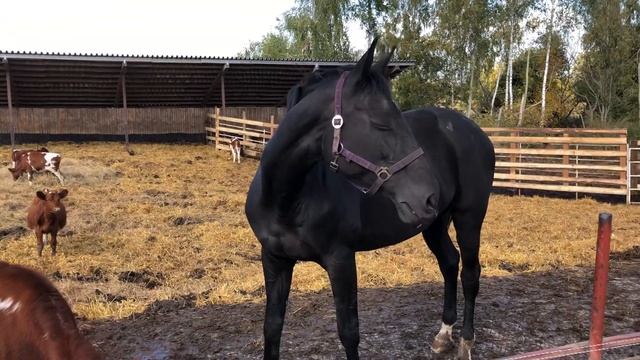 Лошадь с телятами смотреть онлайн