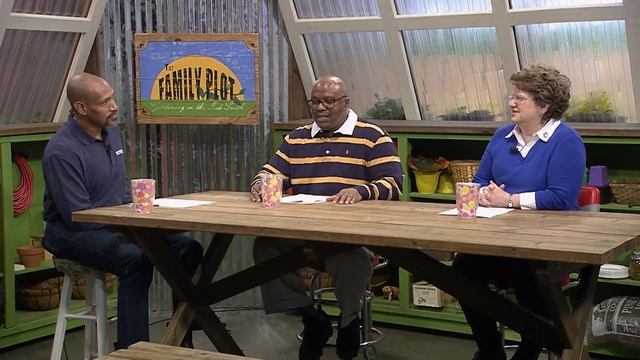 Q&A – I have a Chamaecyparis lawsoniana “Ellwoodii” as a houseplant. How do I care for it? смотреть онлайн