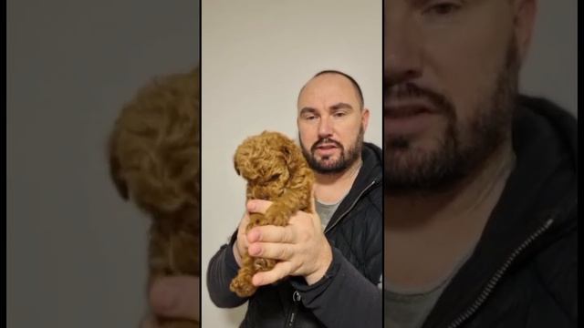 Той пудель девочка ищет свою семью #pitomnikmoscow смотреть онлайн
