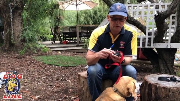 Bark Collar Review - Barking Dog Training Collar Unboxing