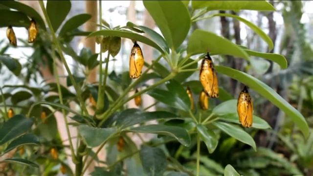 остров Окинава 14 смотреть онлайн