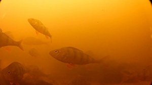 ОКУНЬ. Нерест, места обитания и особенности поведения. Подводная съёмка.