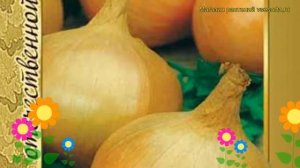 Лук репчатый Одинцовец. Краткий обзор, описание характеристик, где купить семена Odintsovets