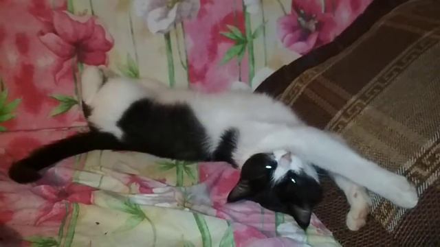 Кот Маска на даче смотреть онлайн