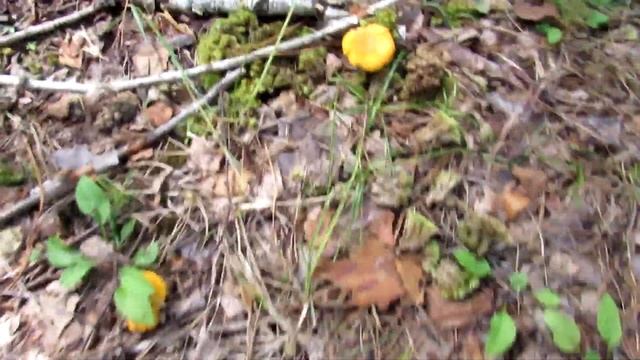 Шел за Белыми грибами, а нашел - огромную поляну Лисичек смотреть онлайн