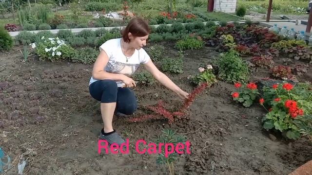 ОБРЕЗКА барбариса Тунберга второго года жизни. ПОСАДКА? смотреть онлайн