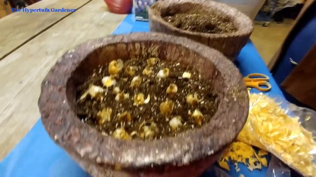 Growing Bulbs in Hypertufa Pots - Can't Wait for Spring To See! смотреть онлайн
