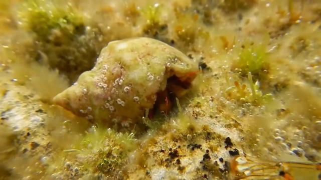 Рак-отшельник и черноморская креветка (усик) смотреть онлайн