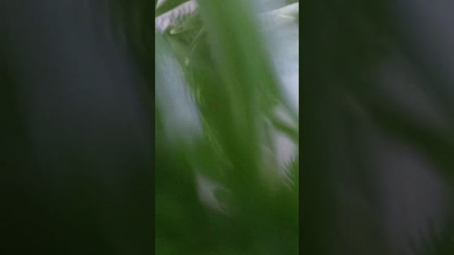 снегирь брошь ручная работа смотреть онлайн