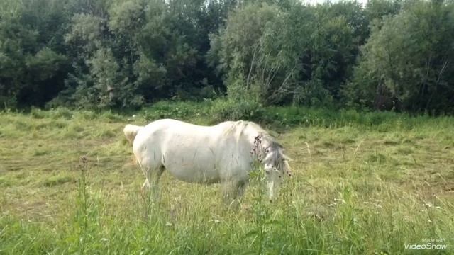 #прикол #лошадь отмахивается от мух в ритме танца #ржач смотреть всем #видео смотреть онлайн